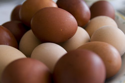organic chicken eggs