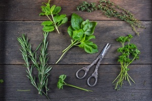culinary and medicinal herbs prepared for drying