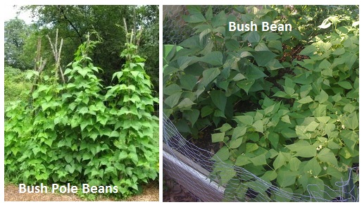 image of pole bush beans and bush beans