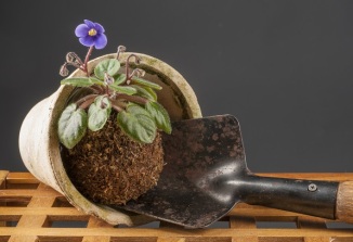 Still life with blooming violet and garden shovel over grey background