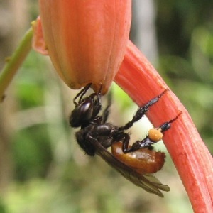 Melipona bee pollinating a vanilla orchard 