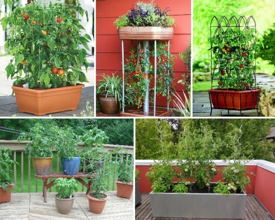 The Best Tomato Varieties For Your Container Gardening